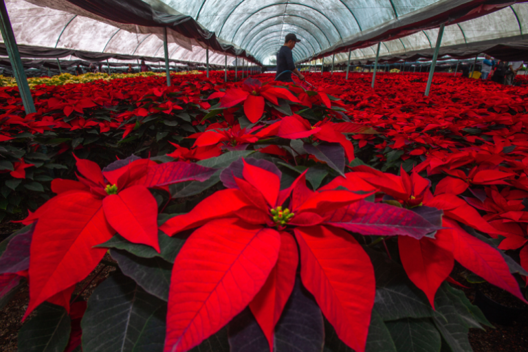 Nochebuena, tesoro natural de los campos mexicanos