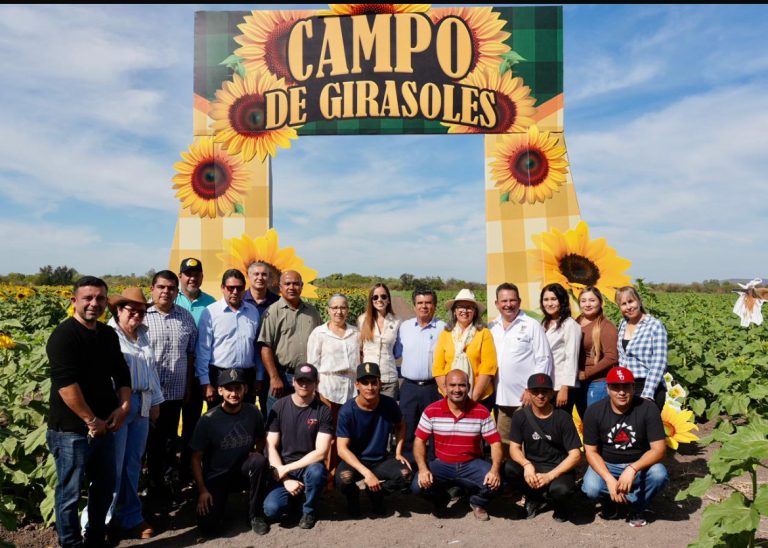 Atraen girasoles 8 mil visitantes a Mocorito en 15 días