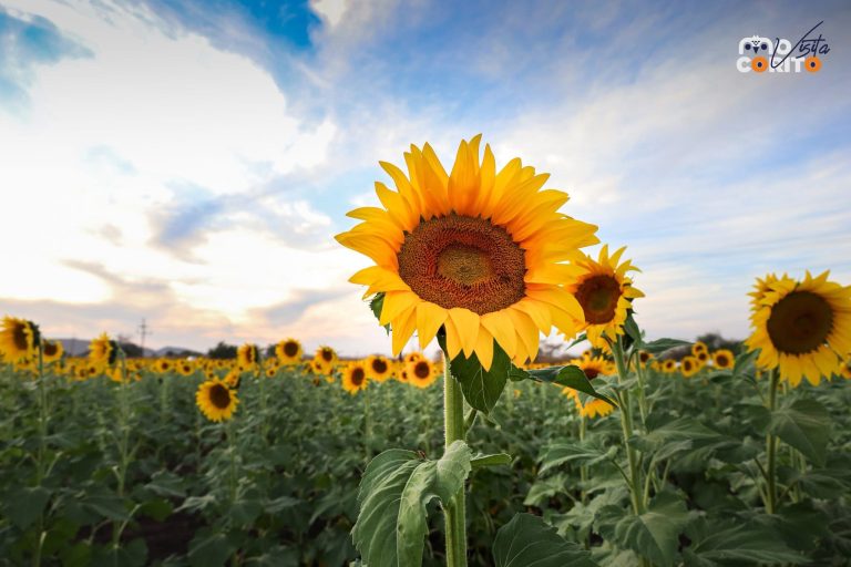 Presume Mocorito 40 mil visitantes en un mes