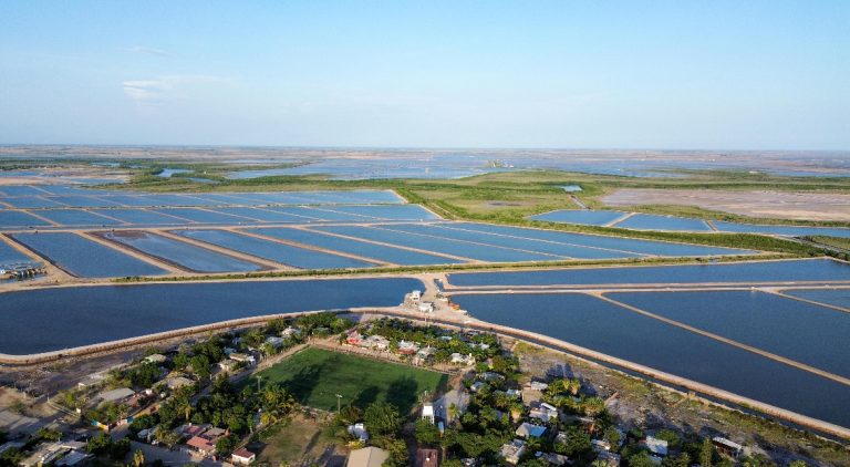 Lidera Sinaloa producción nacional de camarón en 2025