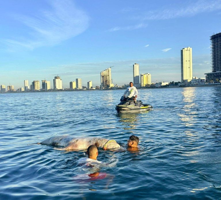 Rescatan cadáver de lobo marino en Mazatlán