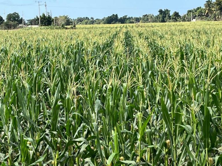 Afectadas 11 mil hectáreas de maíz por lluvias en Sinaloa