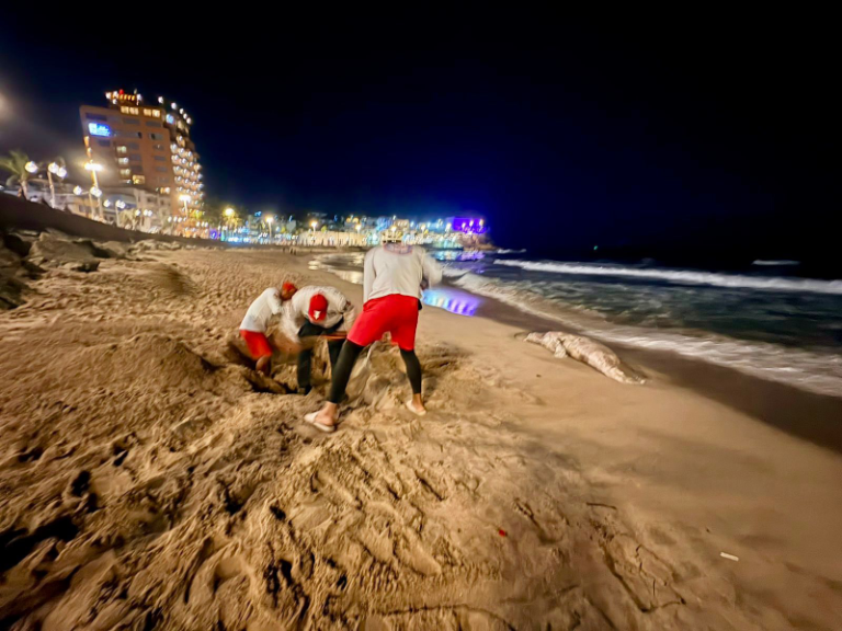 Localizan lobo marino sin vida en la zona de playa