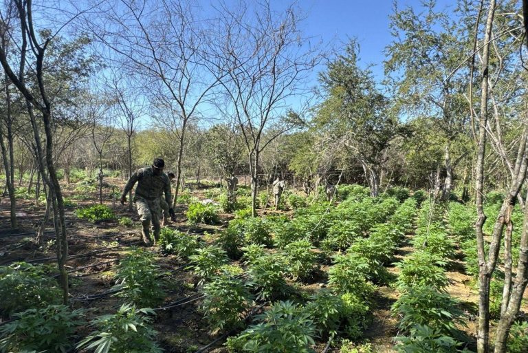 ’Tumba’ Marina plantío en Elota