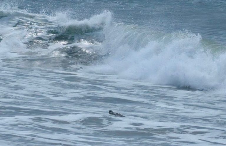 Cierran playa en Mazatlán por un cocodrilo