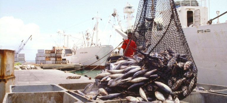 ¿El pescado que pagas es el que comes? El fraude que engaña al consumidor