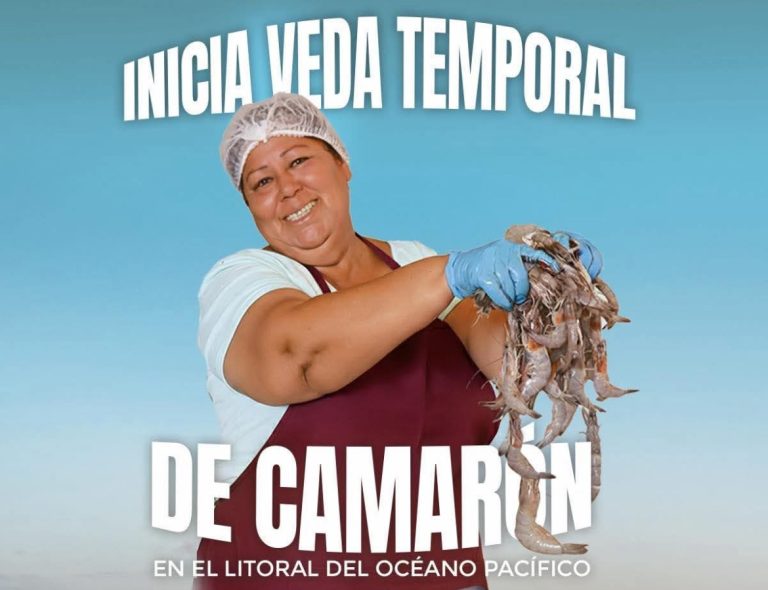Inicia veda del camarón en el Pacífico mexicano