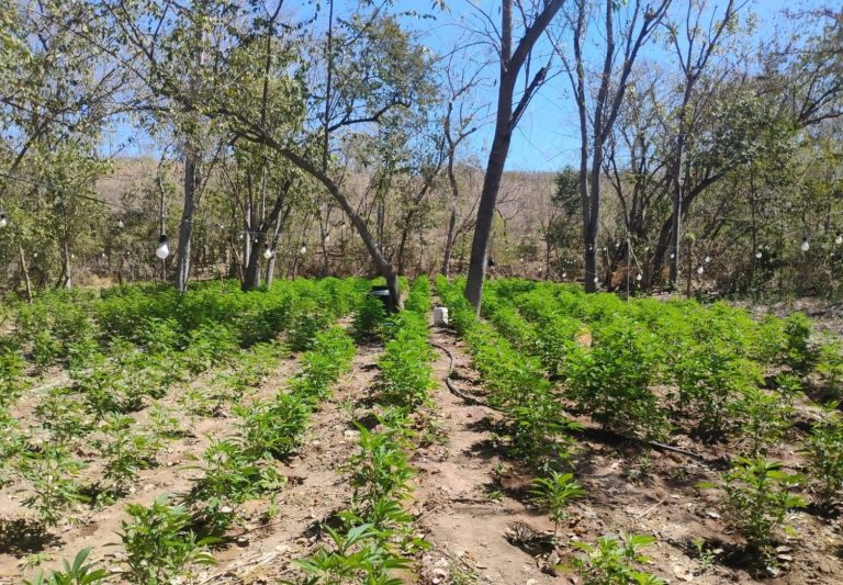 Destruyen 7 plantíos de mariguana y un laboratorio clandestino en Cosalá y Elota