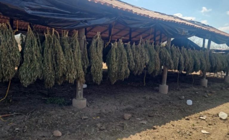 Incautan dos sembradíos y un secadero de mariguana en Badiraguato y Elota