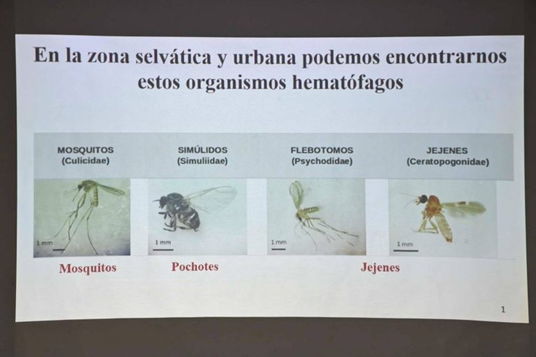 ¿Sabías que en Sinaloa hay más de 250 especies de mosquitos?