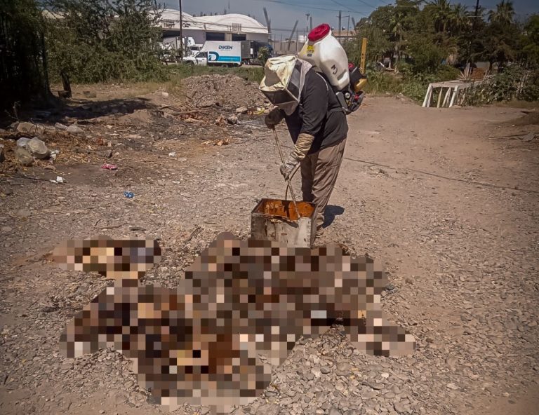 Atacan abejas a mujer; tenía 200 picaduras