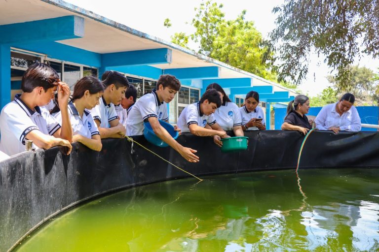 Recibe Altata 3 mil alevines de tilapia