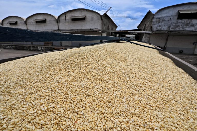 Pactan precio justo para el maíz blanco con compras anticipadas