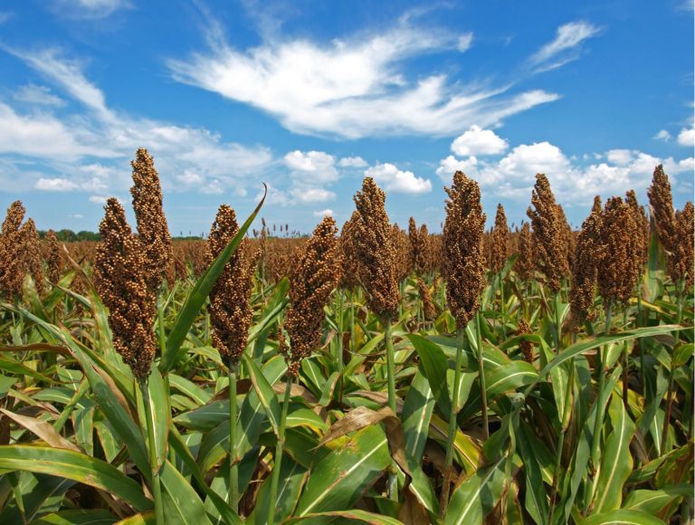 Ampliará China a 1.2 millones de toneladas su compra de sorgo a Sinaloa