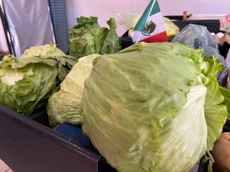 Declaran sin  cyclospora a la lechuga mexicana
