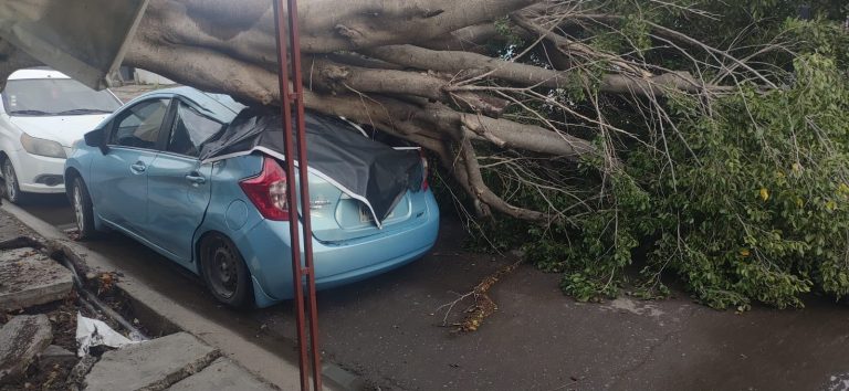 Cae árbol sobre auto por lluvias; descartan heridos