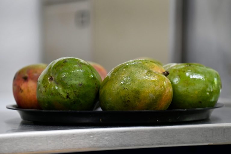 Crea UAS biopelículas comestibles para reducir pérdida agrícola