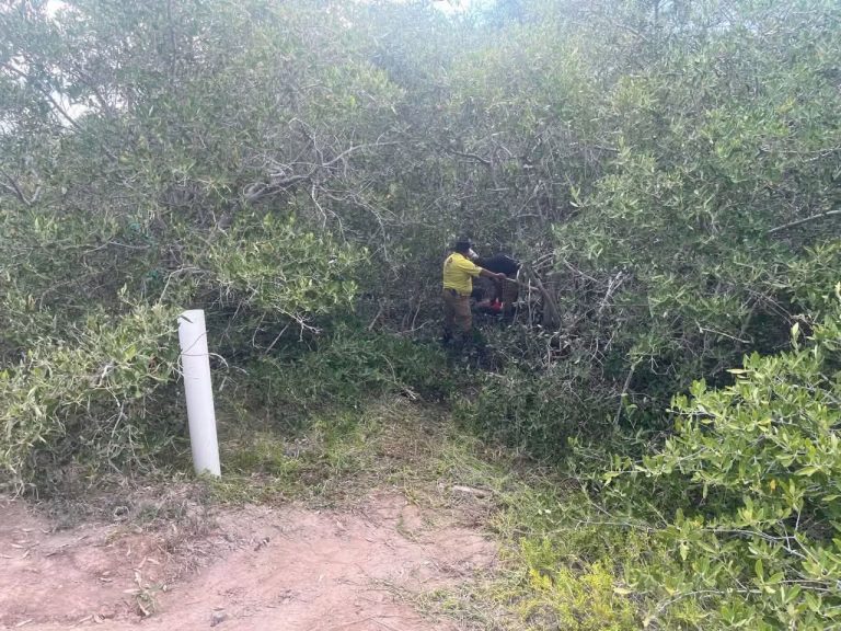 Lo atacan abejas; estaba en un manglar