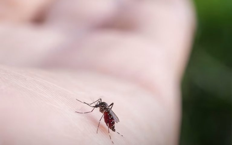 Es diminuto, pero mata 700 mil personas al año en el mundo