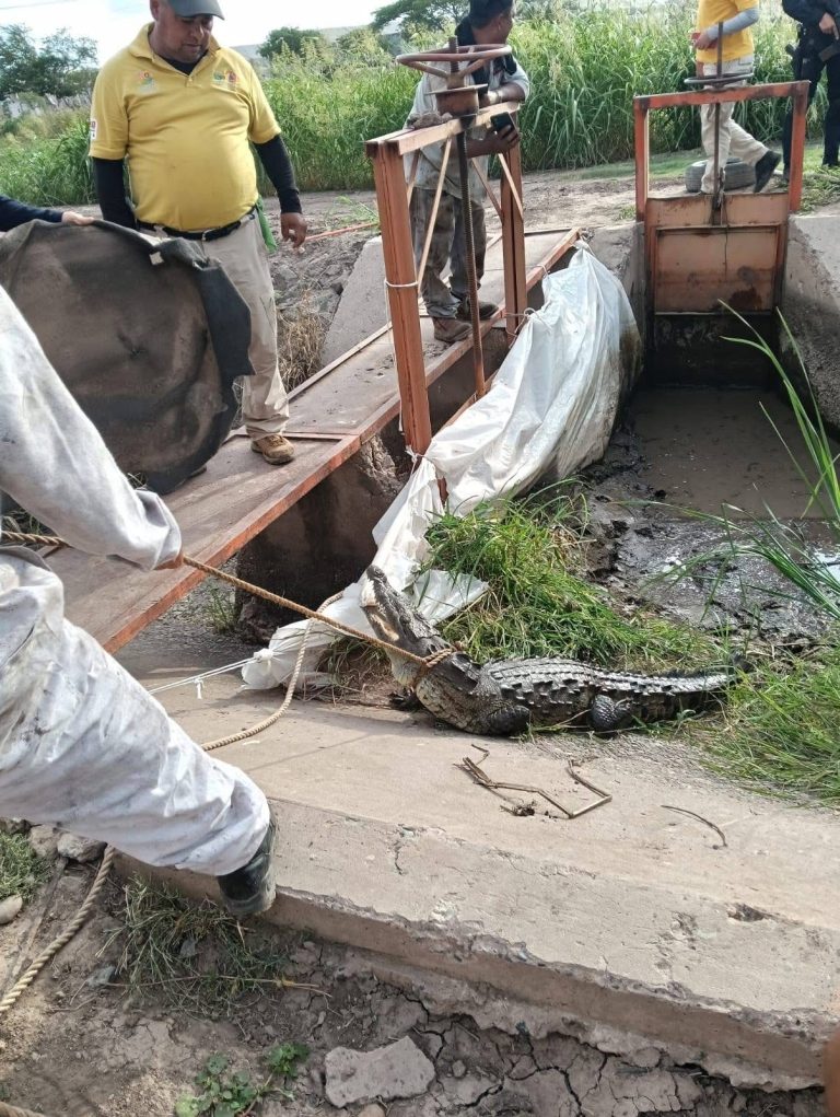Capturan otro cocodrilo en canal de Navolato