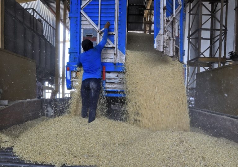 Anuncian pronto pago a los productores de maíz