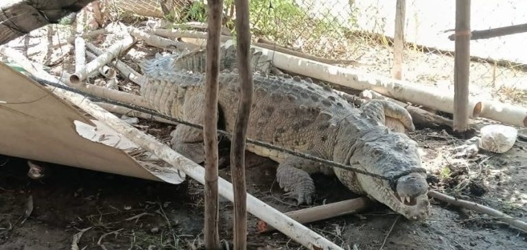 Cocodrilos hasta de tercio de tonelada en canales de Navolato